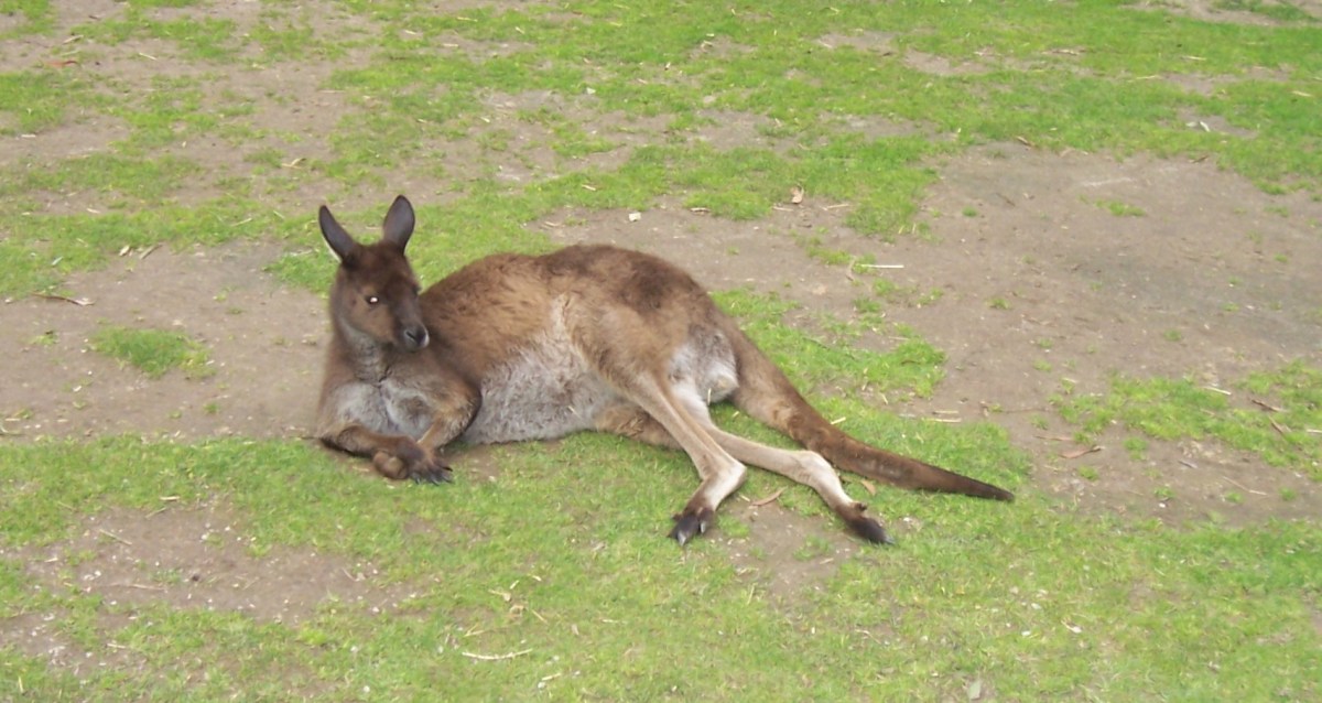 Kangaroo at rest