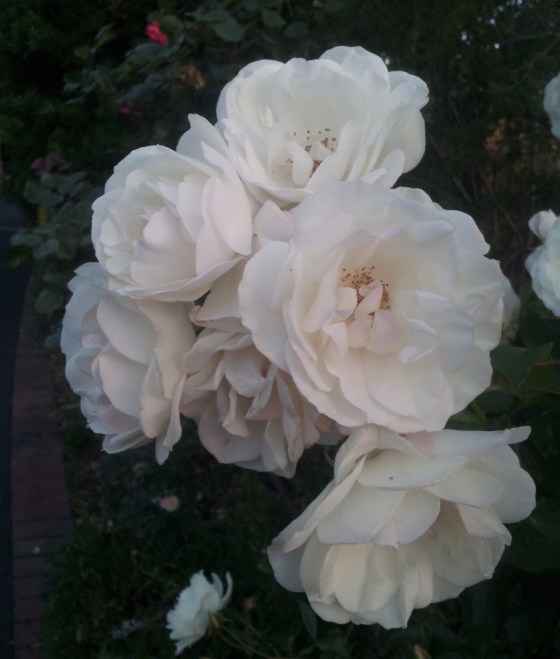 A beautiful white rose in a neighbour's garden