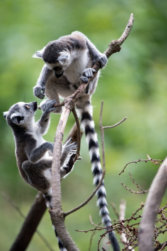 Baby Lemurs - Madagascar