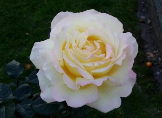 A rose for the forgotten children